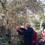 Progetto: Raccolta Olive con gli Anziani - RSA Santa Teresa del Bambino Gesù » 11 Progetto: Raccolta Olive con gli Anziani - RSA Santa Teresa del Bambino Gesù » Istituto Santa Teresa del Bambin Gesù