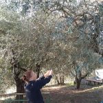 Progetto: Raccolta Olive con gli Anziani - RSA Santa Teresa del Bambino Gesù » 12 Progetto: Raccolta Olive con gli Anziani - RSA Santa Teresa del Bambino Gesù » Istituto Santa Teresa del Bambin Gesù