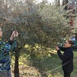 Progetto: Raccolta Olive con gli Anziani - RSA Santa Teresa del Bambino Gesù » 13 Progetto: Raccolta Olive con gli Anziani - RSA Santa Teresa del Bambino Gesù » Istituto Santa Teresa del Bambin Gesù