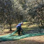 Progetto: Raccolta Olive con gli Anziani - RSA Santa Teresa del Bambino Gesù » 2 Progetto: Raccolta Olive con gli Anziani - RSA Santa Teresa del Bambino Gesù » Istituto Santa Teresa del Bambin Gesù