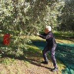 Progetto: Raccolta Olive con gli Anziani - RSA Santa Teresa del Bambino Gesù » 4 Progetto: Raccolta Olive con gli Anziani - RSA Santa Teresa del Bambino Gesù » Istituto Santa Teresa del Bambin Gesù
