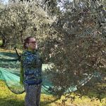 Progetto: Raccolta Olive con gli Anziani - RSA Santa Teresa del Bambino Gesù » 5 Progetto: Raccolta Olive con gli Anziani - RSA Santa Teresa del Bambino Gesù » Istituto Santa Teresa del Bambin Gesù