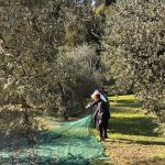 Progetto: Raccolta Olive con gli Anziani - RSA Santa Teresa del Bambino Gesù » 6 Progetto: Raccolta Olive con gli Anziani - RSA Santa Teresa del Bambino Gesù » Istituto Santa Teresa del Bambin Gesù