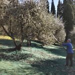 Progetto: Raccolta Olive con gli Anziani - RSA Santa Teresa del Bambino Gesù » 7 Progetto: Raccolta Olive con gli Anziani - RSA Santa Teresa del Bambino Gesù » Istituto Santa Teresa del Bambin Gesù