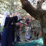 Progetto: Raccolta Olive con gli Anziani - RSA Santa Teresa del Bambino Gesù » 9 Progetto: Raccolta Olive con gli Anziani - RSA Santa Teresa del Bambino Gesù » Istituto Santa Teresa del Bambin Gesù